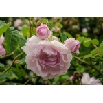 Duchesse d Angouleme (Дюшес де Ангулем/ Герцогиня Ангулемська)